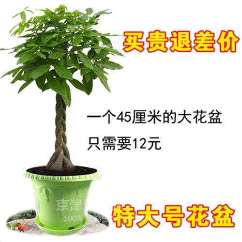 特价阳台种菜花盆加厚圆形形加深特大深色塑料蔬菜种植槽种树送托