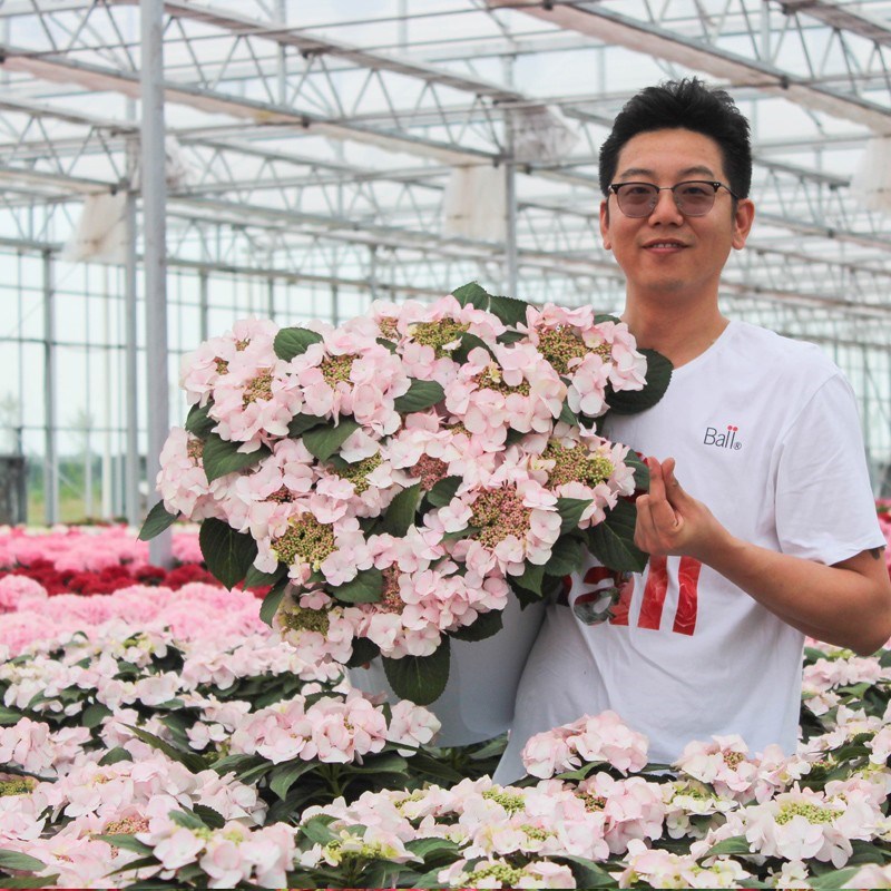 A【上海14cm绣球直播活动】多规格品种,状态爆棚!