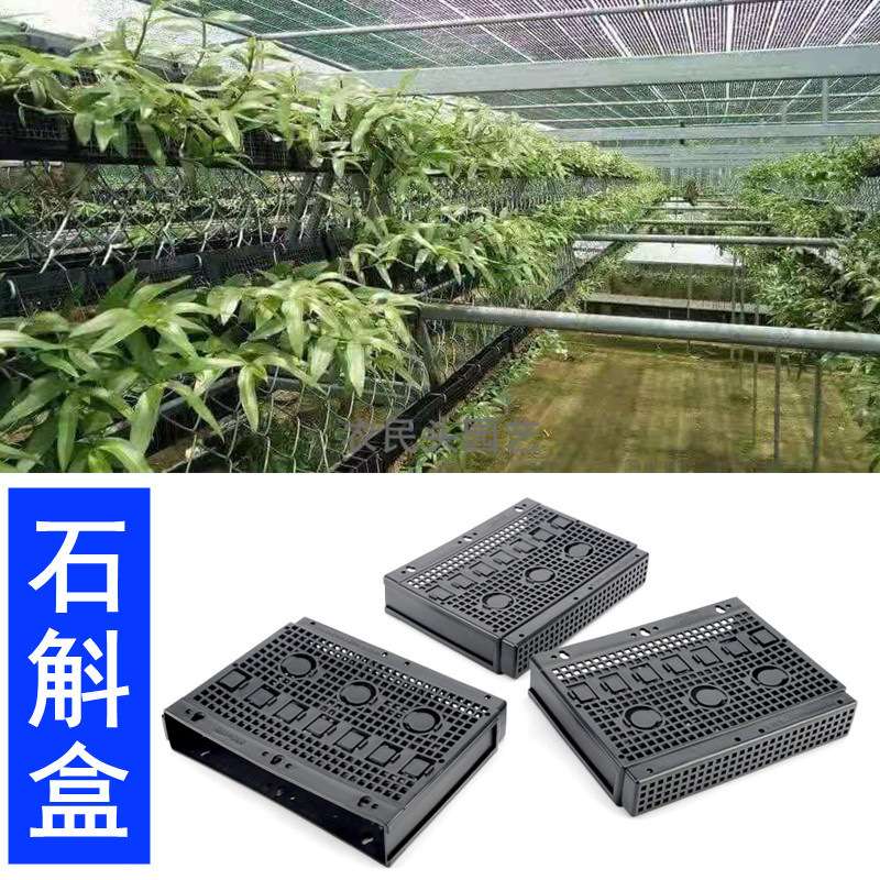 石斛盒兰花多孔透气控根定植吊盆蝴蝶兰花盆挂篮替代蛇木板植物墙