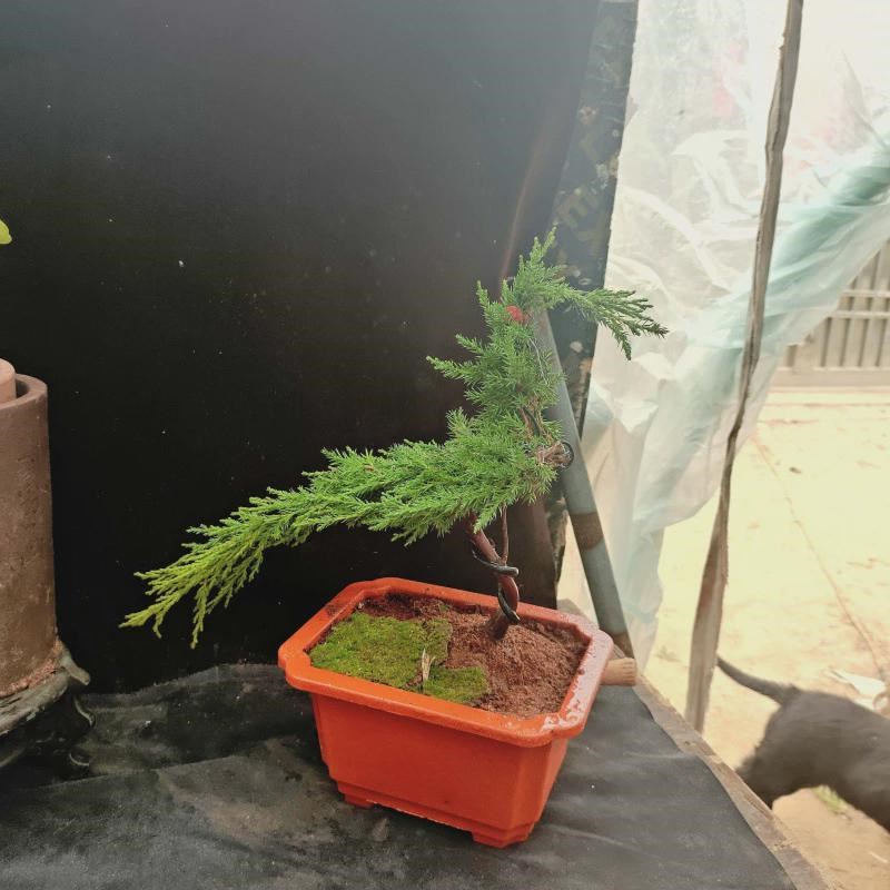 迎客松真树绿植盆栽地盆景柏树柏造型室内办公桌阳台