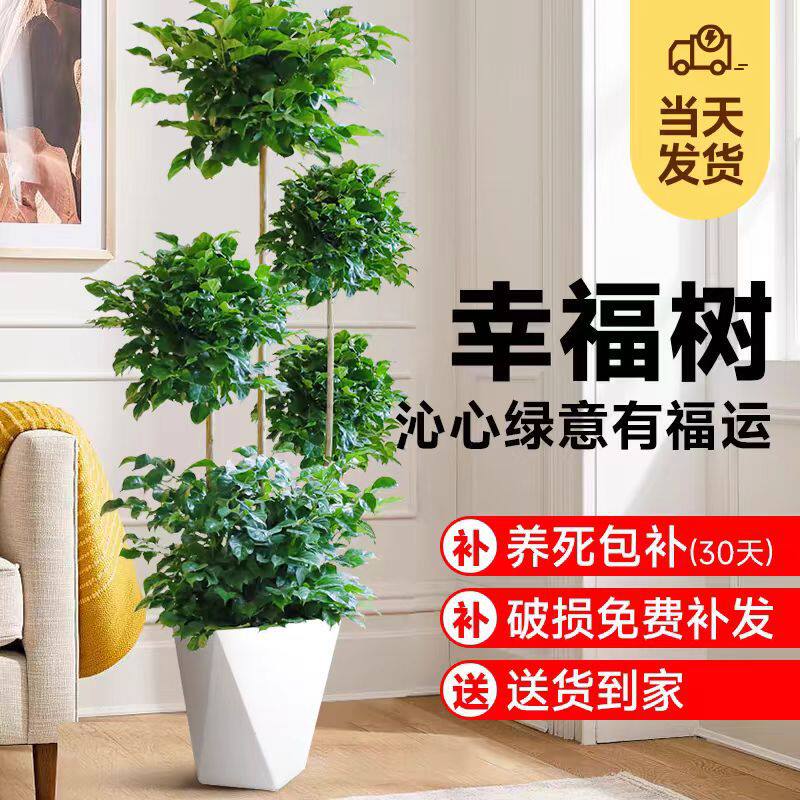 幸福树客厅盆栽大绿植办公室内新家吸甲醛绿植易活四季常青平安树