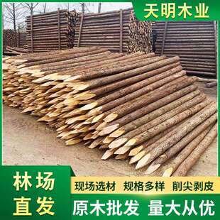 防汛木桩杉木桩 河道打桩松木桩建筑河道坡工程防洪杉木桩