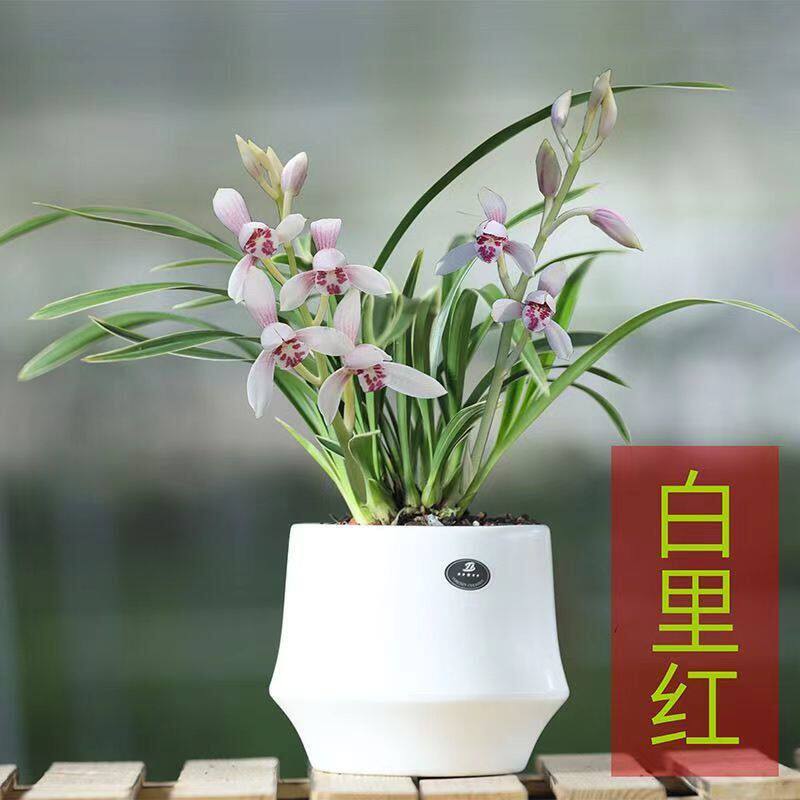 小苍兰水培香水金边花苗内外植物