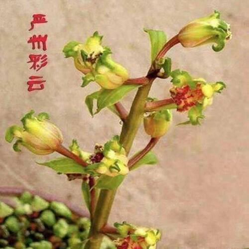 浓香型花苞十大名贵花苗蕙兰彩云