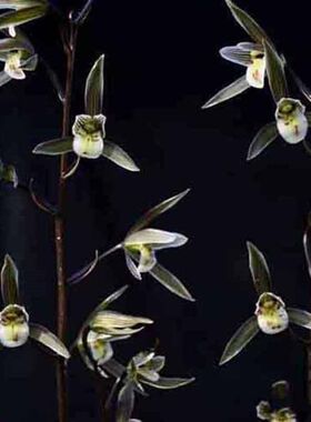 带花苞爆款兰花大全名品【银华】黑色好养花卉大全绿植室内外盆栽