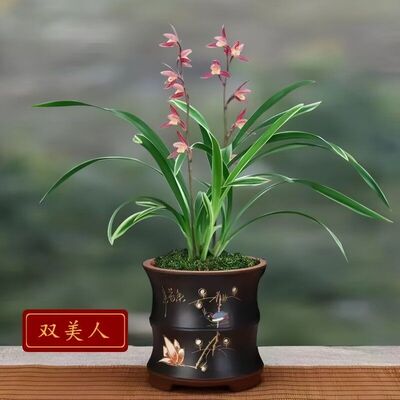 浓香型办公室盆栽水培金边兰花绿