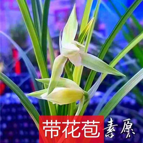 花苞花苗春兰素愿新品阳台盆栽带
