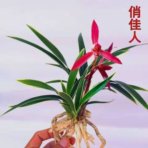 俏佳人水培兰花香味金边建兰阳台