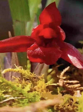 带花苞蕙兰网红色花新品【红素】兰花苗室内办公阳台绿植盆栽花卉