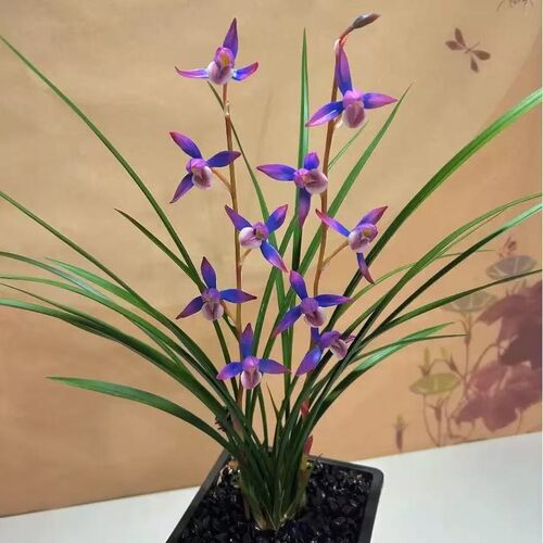 带花苞盆栽细叶寒兰【紫云】兰花苗室内室外花卉