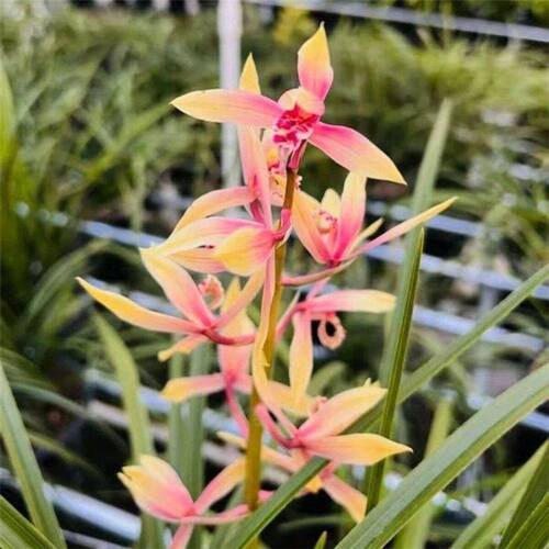 妃子笑浓香型蕙兰花苞花苗内外带