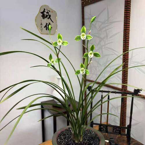 君临天下浓香型将上新品花苗种苗