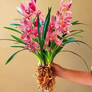 建兰浓香型兰花苗大花蕙兰【状元红】室内外常青花卉大全绿植盆栽