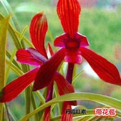 浓香型花苞花苗客厅新品丹霞室内