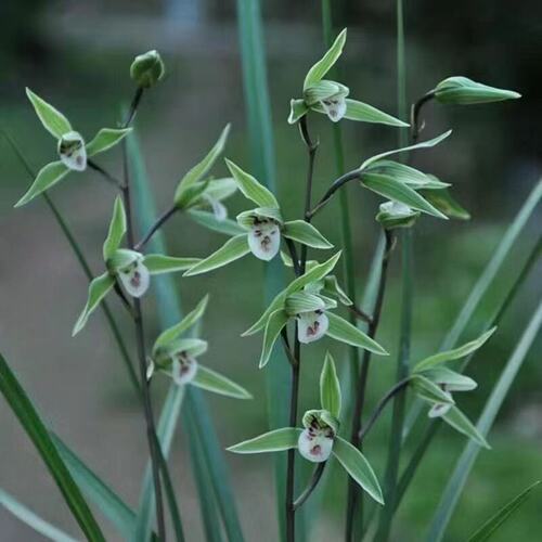 带花苞细叶寒兰盆栽兰花苗【追月】室内外绿植阳台花卉