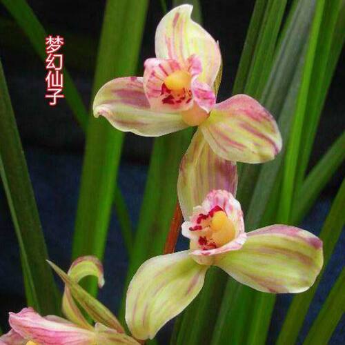带花苞兰花苗新品梅瓣色花【梦幻仙子】花卉室内外办公绿植盆栽