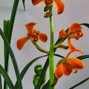 带花苞转色惠兰名品新品【朱金梅】兰花阳台客厅庭院花卉大全绿植