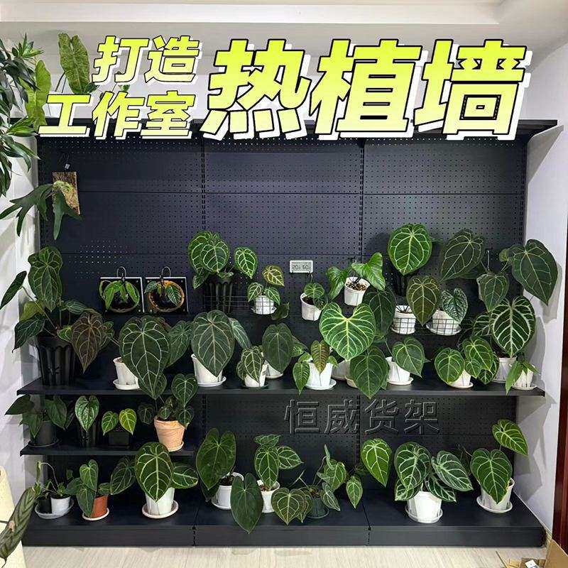 绿植盆栽架子洞洞板墙鹿角蕨网红绿植室内置物架阳台洞洞板货架