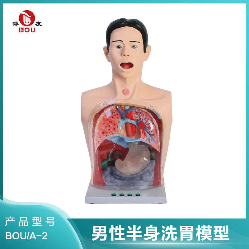 博友男性半身洗胃模型 洗胃训练模型 演示操作洗胃法气管切开护理