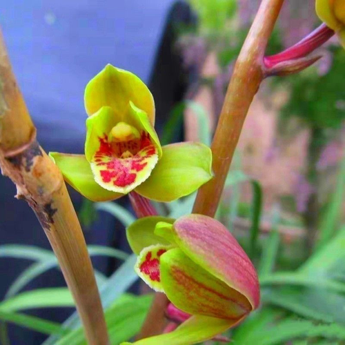 花苞花苗新品如意蕙兰复色红花带