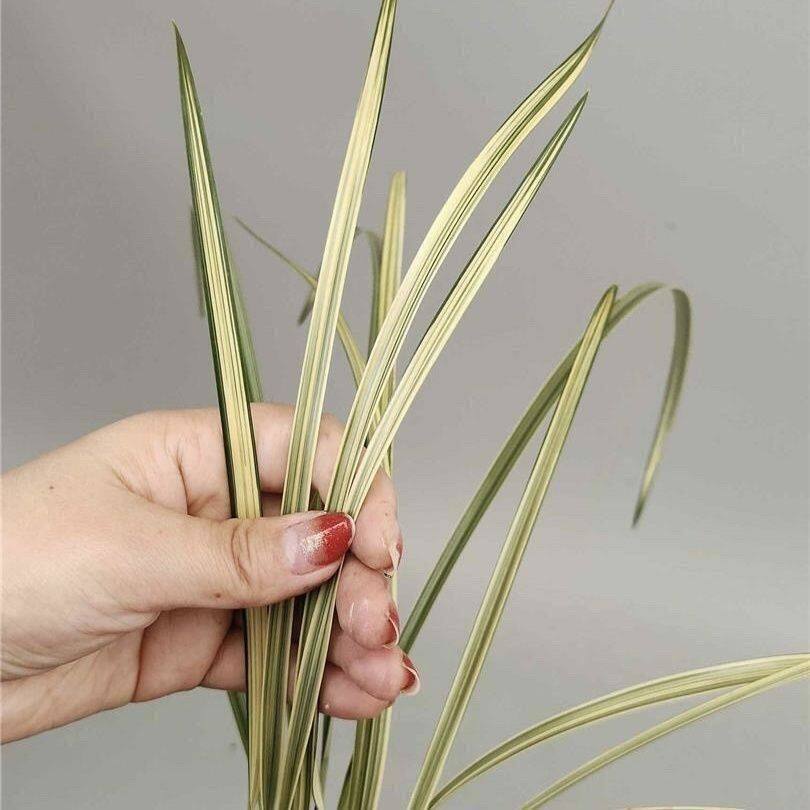 兰花苗精品【细叶秋芝中透丝缟】浓香型客厅办公室花卉大全盆栽