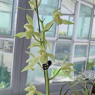 带花苞兰花苗惠兰新品【素花】花卉盆栽绿植好养阳台开花浓香型