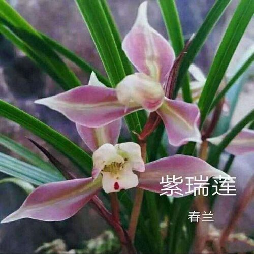 带花苞兰花苗新品【紫瑞莲】室内外花卉阳台盆栽