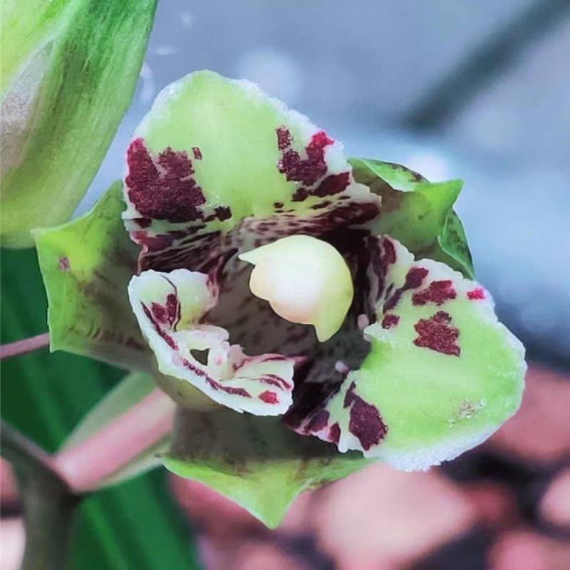 兰花苗送春新品荷瓣【荷蝶】漂亮