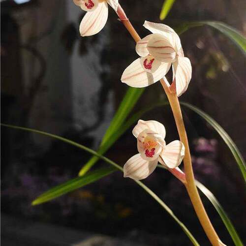 带花苞兰花苗新品细叶荷瓣【南海荷奇】室内外花卉阳台盆栽