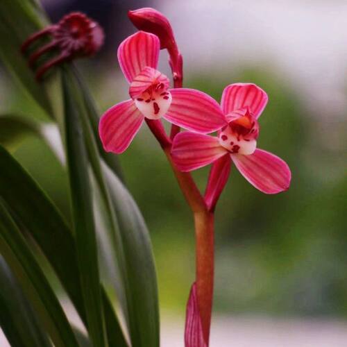 带花苞兰花春兰矮种荷瓣色花【红日】室内外庭院绿植花卉