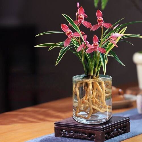 建兰盆栽水培香水兰花苗金边矮种【千禧红】室内外花卉绿植物