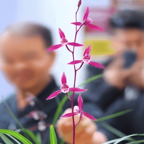 带花苞兰花苗新品转色正格春寒【玫瑰妖姬】室内外花卉盆栽