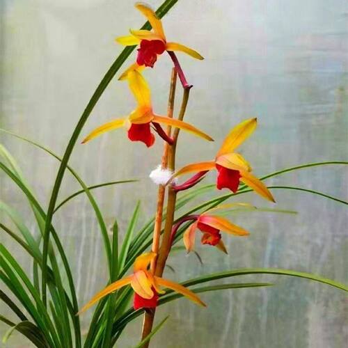 带花苞惠兰盆栽新品【丹霞红素】兰花苗室内外花卉绿植物