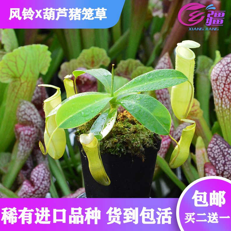 绿植盆栽绿色食虫植物  猪笼草个体】【红色/趣味X葫芦风铃稀有