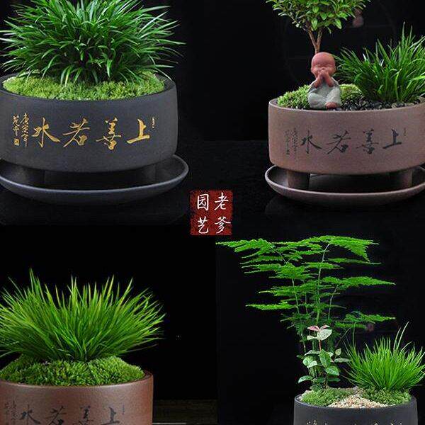 菖蒲黄金姬虎须附石造景紫砂盆植物盆景花微景观摆件盆栽阳台绿植