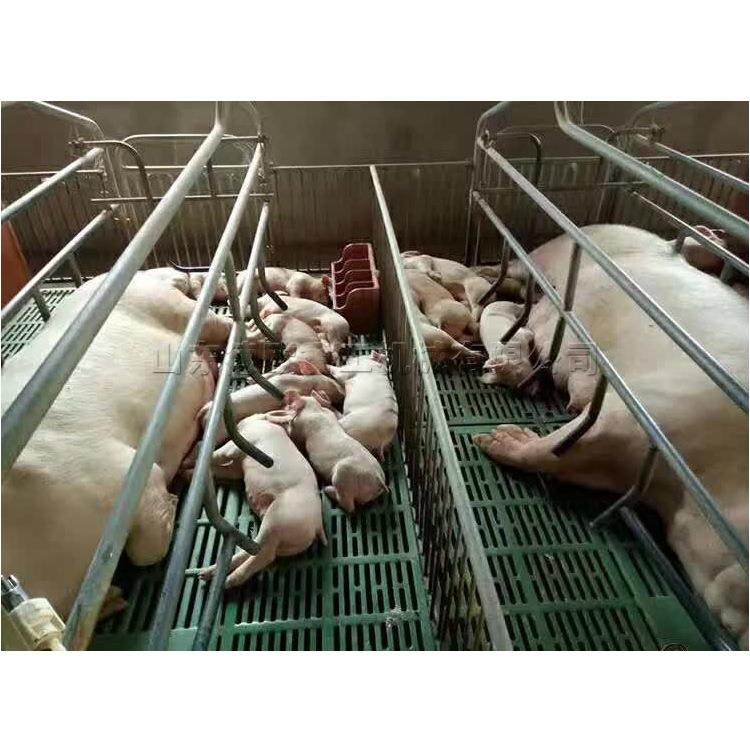 仔猪保育定位栏 养殖场母猪产床 热镀锌材料双体控温产仔床现货
