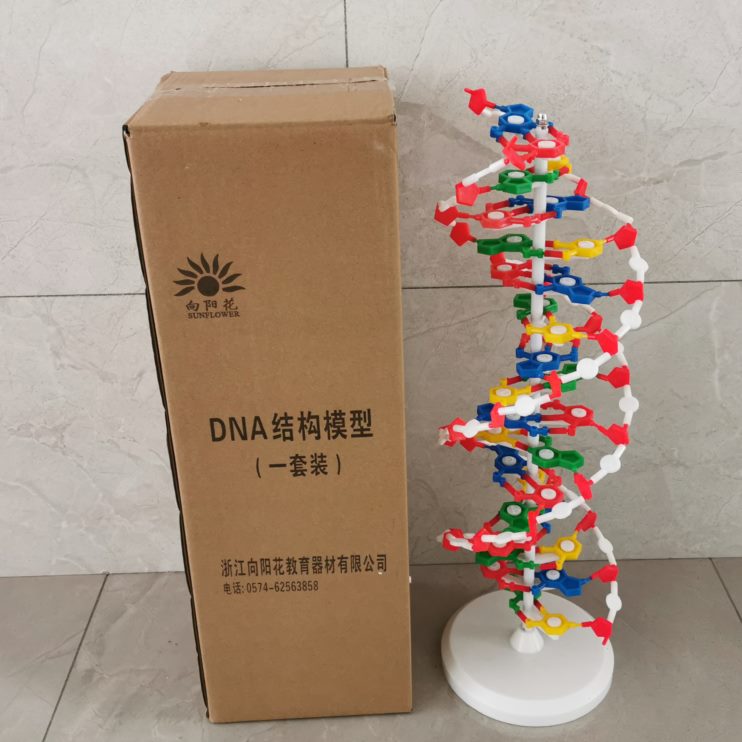 基因旋转可双器材遗实验cm带传结构A0螺旋模型333底座6D60N生物