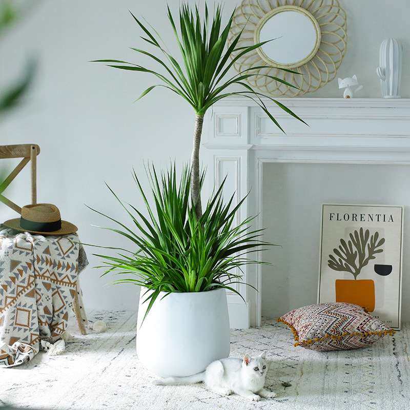 网红龙须树客厅绿植大型多头龙血树龙铁树室内客厅盆栽植物盆景苗,电子元器件市场,其它元器件,淘宝优惠券,粉丝福利购,淘宝优惠卷