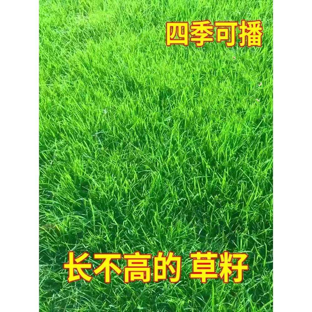 早熟禾草籽四季常青多年生易活庭院别墅绿化低矮耐践踏草坪草种籽