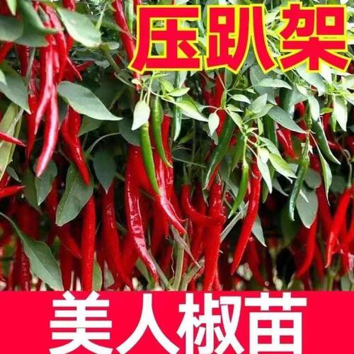 高产辣椒苗青椒美人椒苗薄皮辣椒秧苗螺丝椒二荆条长线椒朝天椒苗