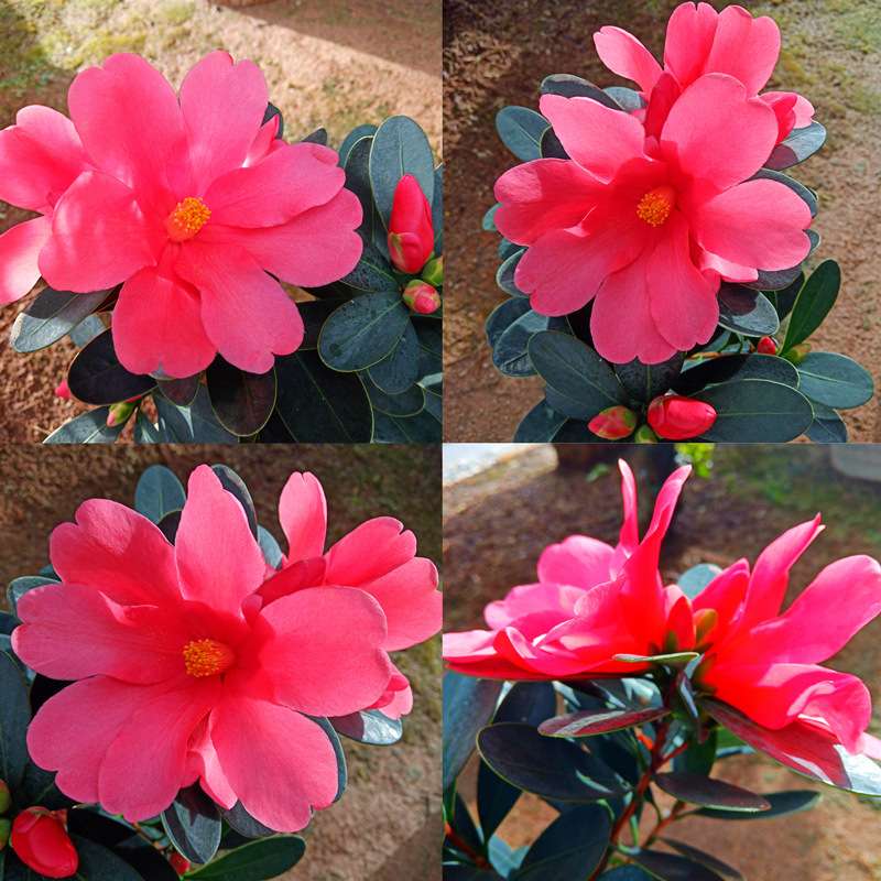 四季杜鹃庭院室外阳台绿植室内红茶花带花苞好养易活盆栽植物花卉