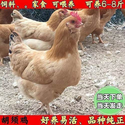 半斤纯种胡须鸡小鸡苗惠州胡须鸡苗大胡子鸡脱温苗包邮土鸡