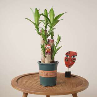 步步高巴西木发芽带叶盆栽水培土培客厅办公室花卉绿植