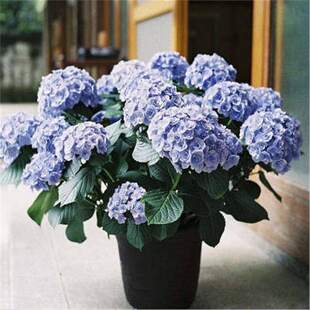 绣球花苗绿植无尽夏开花好养的花四季不断盆栽花卉绿植室内易养活