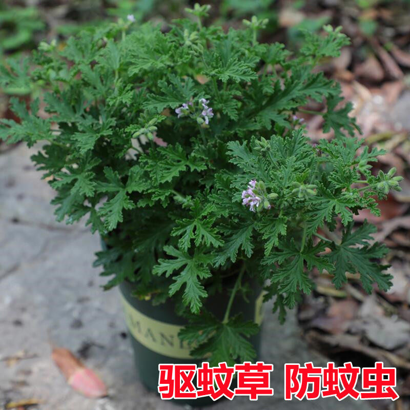 驱蚊草天竺葵香叶盆栽室内外驱蚊