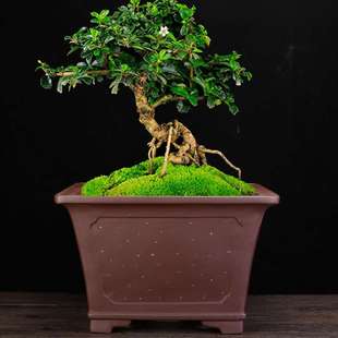 宜兴紫砂花盆大号四方精品高档古典盆景盆榕树悬崖树桩专用盆