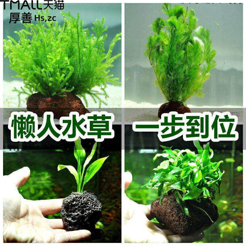 净化花草鱼缸里的水草植物草热带鱼养生态缸冷水造景装饰套餐陵星