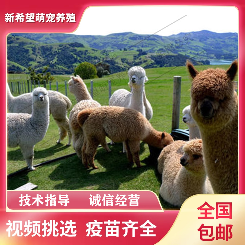 羊驼宠物活的羊驼幼崽活物小羊y驼草泥马神兽网红迷你羊驼公仔家