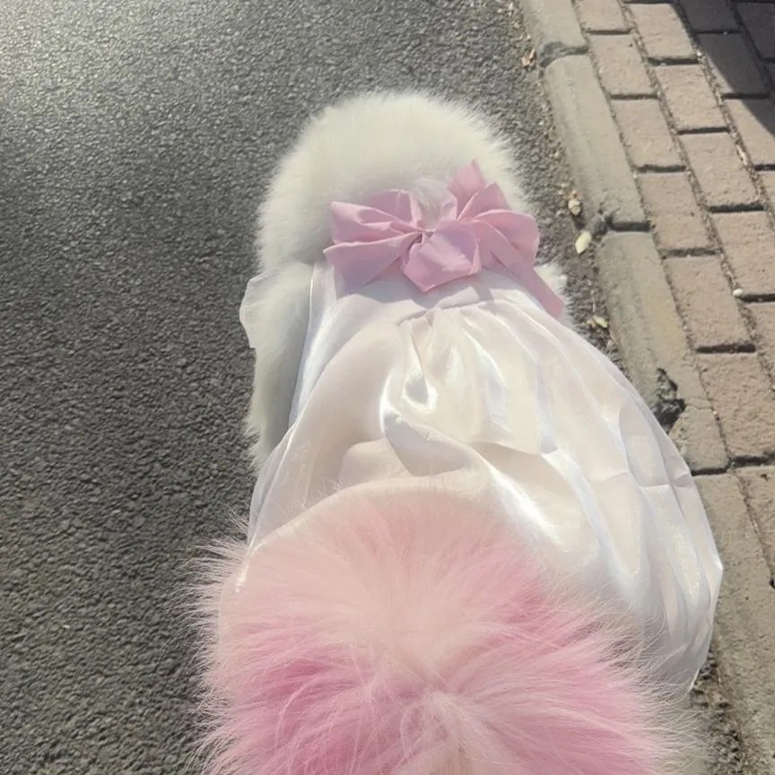 宠物大型犬华丽流光裙秋季露营