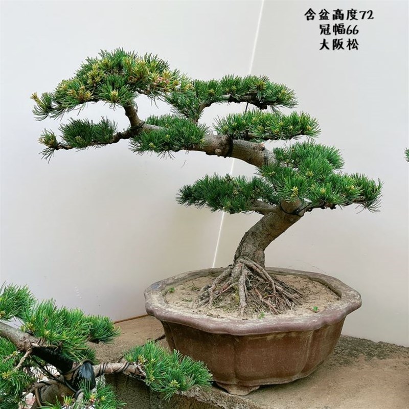 中大型五针松盆景阳台庭院假山老桩迎客N松四季常青造型优美